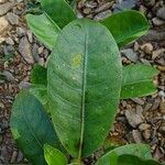 Psychotria goniocarpa 葉