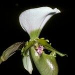 Paphiopedilum spicerianum Flower