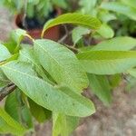 Psidium guajava L.Bark