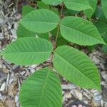 Juglans cinerea Blad