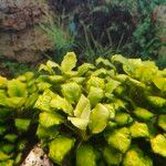 Anubias barteri Blatt