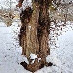 Ulmus laevis Bark