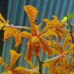 Grammatophyllum speciosum Floro