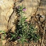 Ajuga iva Habitus