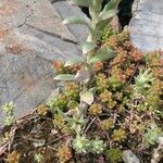 Filago pyramidata Jani