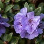 Rhododendron hippophaeoides Flower