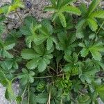 Potentilla reptans Blad