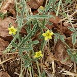 Cucumis ficifolius Alkat (teljes növény)