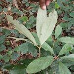 Actinodaphne angustifolia Leaf