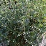 Artemisia absinthiumLeaf