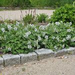 Geranium renardii Habit