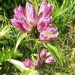 Gentiana pannonica 花