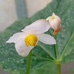 Begonia formosana Flower