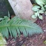 Woodwardia radicans Leaf