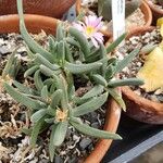 Delosperma harazianum Hábito