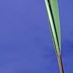 Eragrostis acutiflora Muu