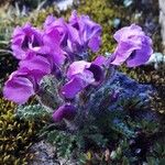 Oxytropis wrangelii