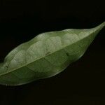 Oxandra asbeckii Hoja