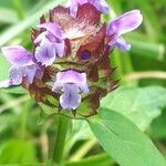 Prunella vulgaris Blomma