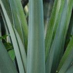 Ananas comosus Leaf