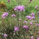 Centaurea stoebe Blüte