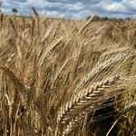 Triticum monococcum Gyümölcs