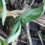 Iris pumila Blatt