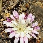 Crepis rubra Fleur