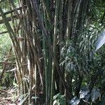 Bambusa vulgaris Кора