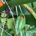 Iris foetidissima Fruit