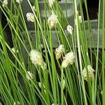 Isolepis cernua Çiçek