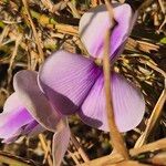 Vigna frutescens Blüte