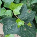 Hedera canariensis 葉