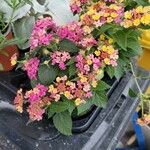 Lantana aculeata Flors