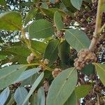 Eucalyptus kitsoniana 叶