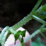 Chrysosplenium oppositifolium Casca