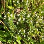 Euphrasia officinalisFloro