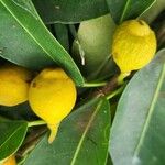 Ficus craterostoma Fruit