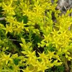 Sedum sexangulare Blomst