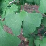 Ginkgo bilobaপাতা