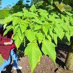 Acer capillipes List