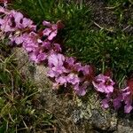 Saponaria pumila Flower