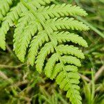 Athyrium filix-femina 葉