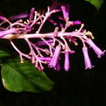Palicourea angustifolia ফুল
