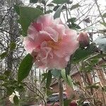 Camellia sasanquaFlor