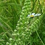 Reseda luteola Λουλούδι