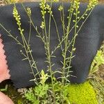 Polygala paniculata Blad