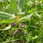 Cerinthe glabra Blad