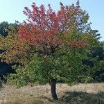 Pyrus cordata Агульны выгляд