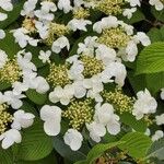 Viburnum plicatumVirág